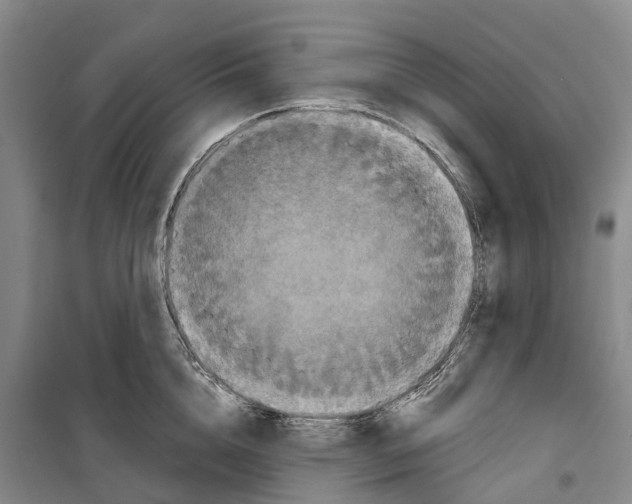 X0000099380856200806051119