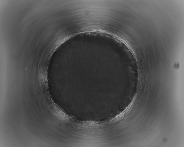 X0000099380881200806051118