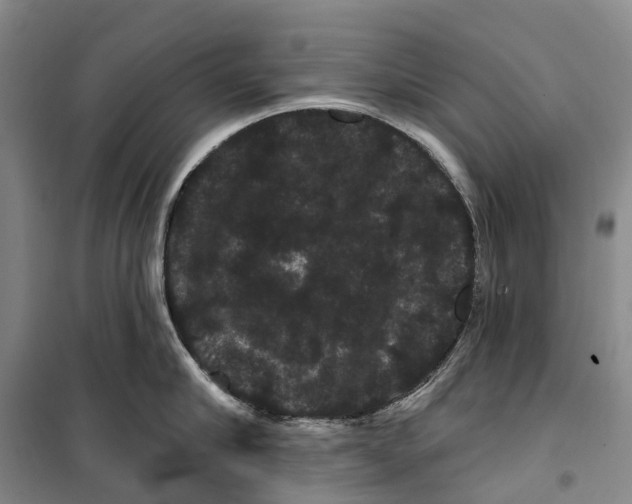 X0000099380910200806051118