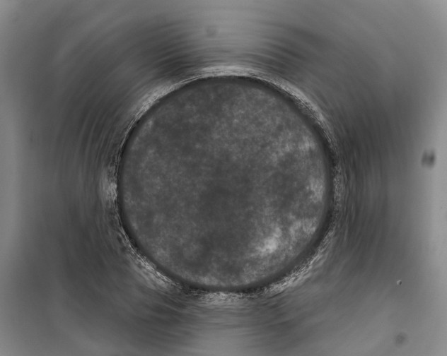 X0000099380929200806051117