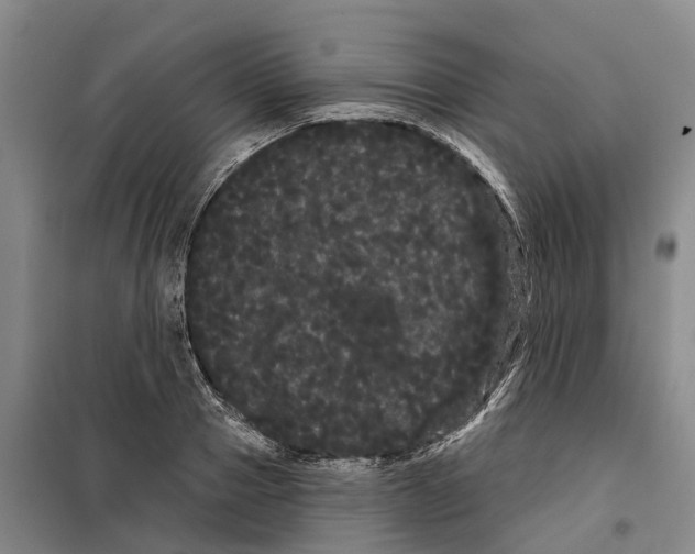 X0000099380937200806051117