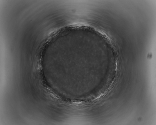 X0000099380965200806051117