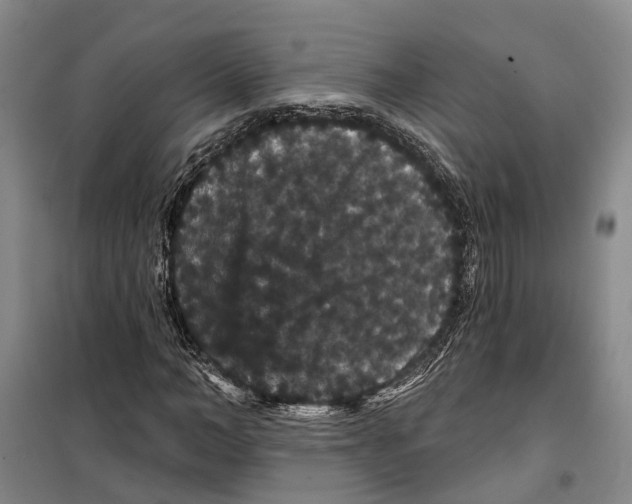 X0000099380966200806051117