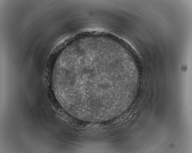 X0000099380967200806051117