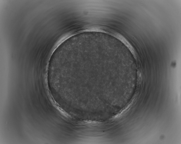 X0000099381002200806051116