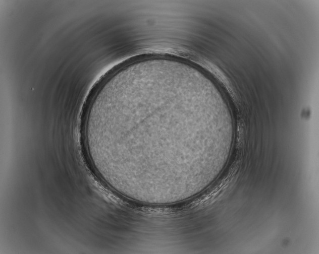 X0000099381020200806051116