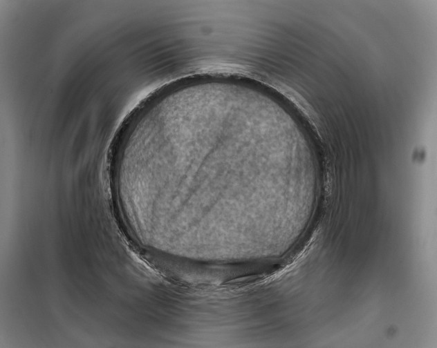 X0000099381022200806051116