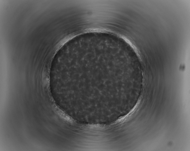 X0000099381025200806051116