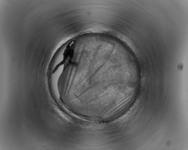 X0000099381026200806051116