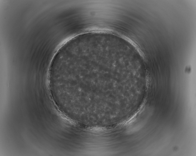 X0000099381074200806051115
