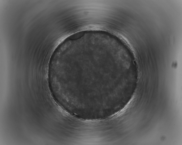 X0000099381081200806051115