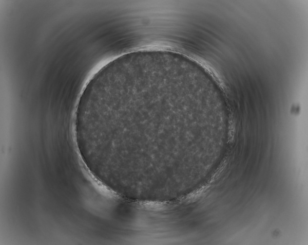 X0000099381086200806051115