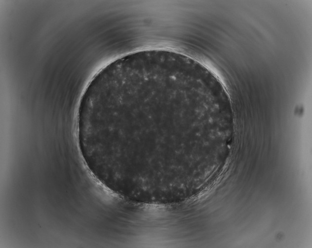 X0000099381088200806051115