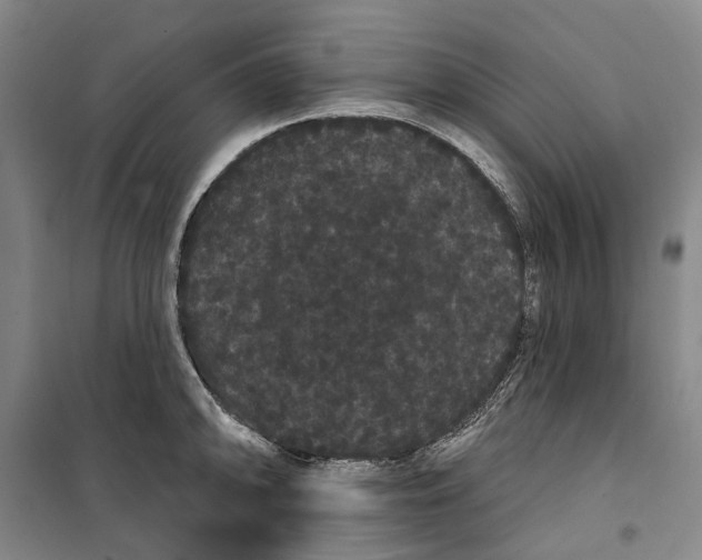 X0000099381094200806051115