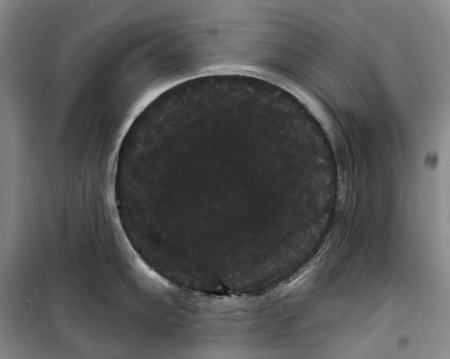 X0000099381102200806051115