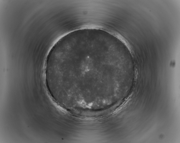 X0000099381124200806051114