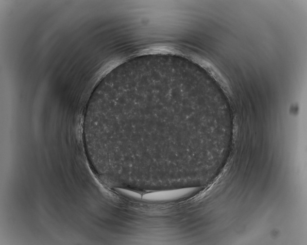 X0000099381233200806051113