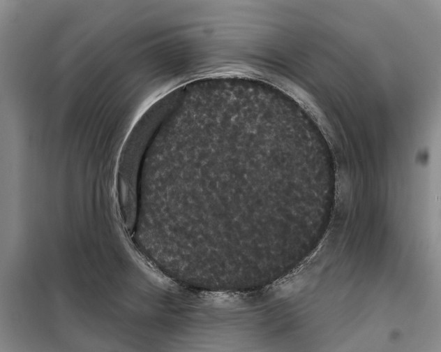 X0000099381234200806051113