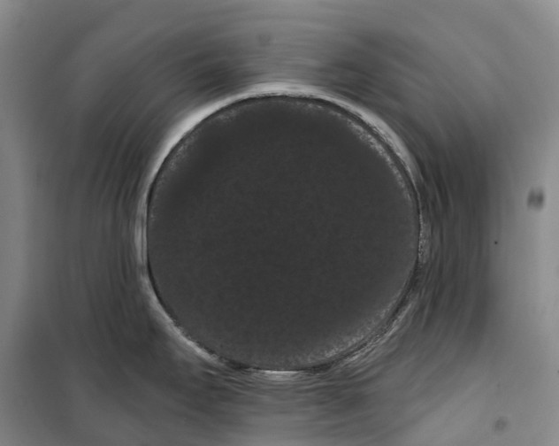 X0000099381295200806051112