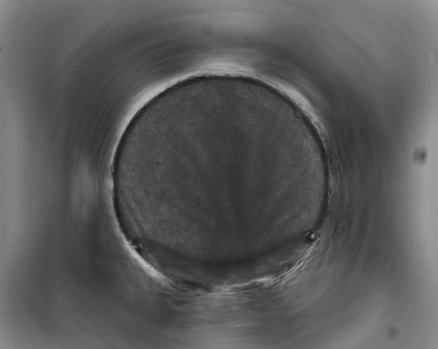 X0000099381335200806051112