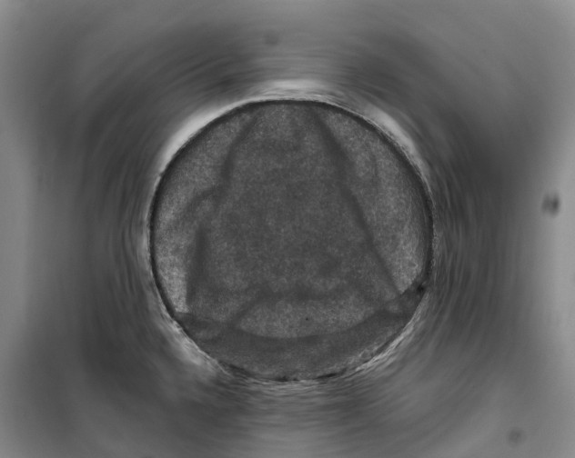 X0000099381336200806051112