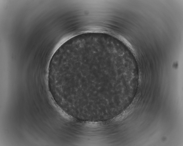 X0000099381378200806051111
