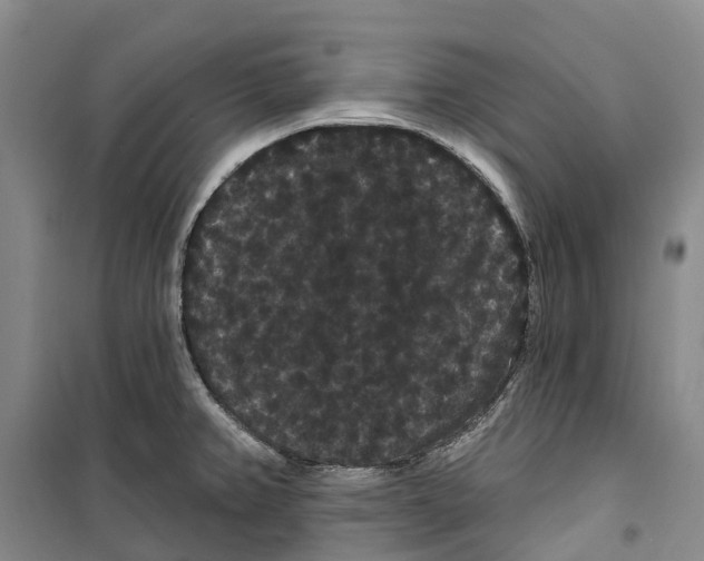 X0000099381382200806051111