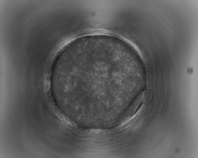 X0000099381407200806051110