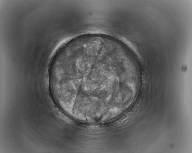 X0000099381408200806051110