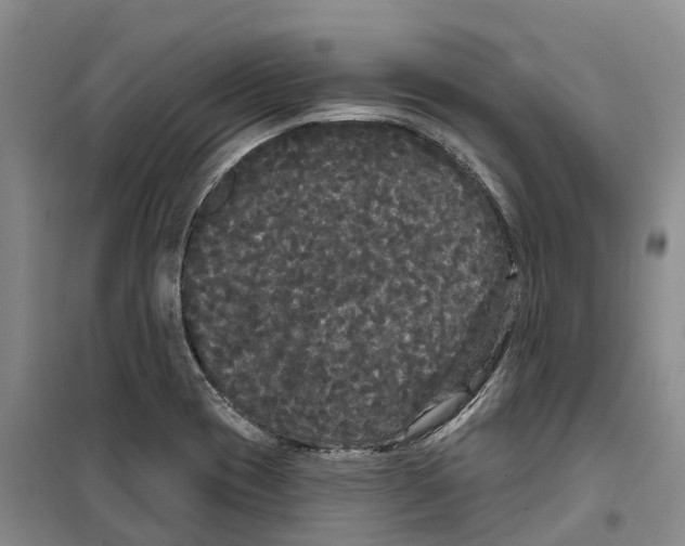 X0000099381417200806051110