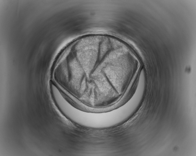 X0000099381424200806051110