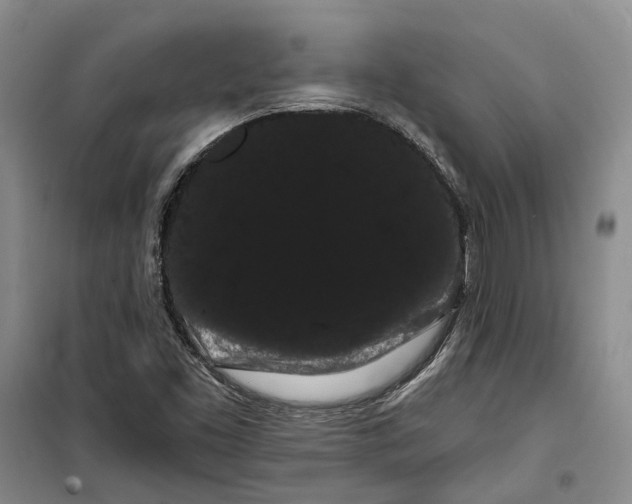 X0000099381453200806051110