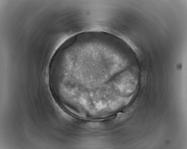 X0000099381468200806051110