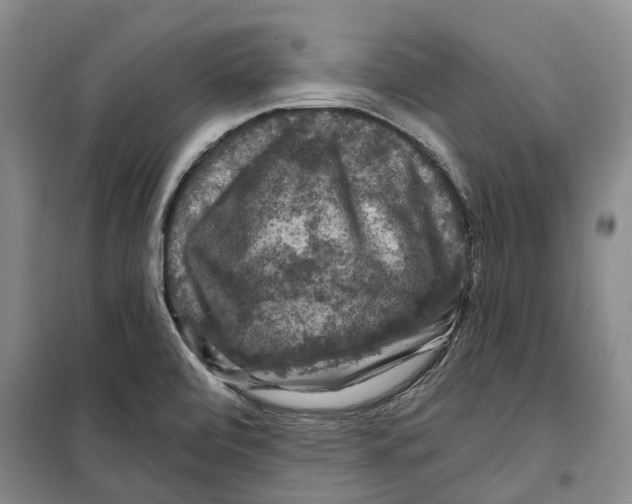 X0000099381472200806051109