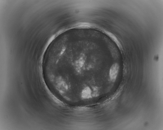 X0000099381475200806051109