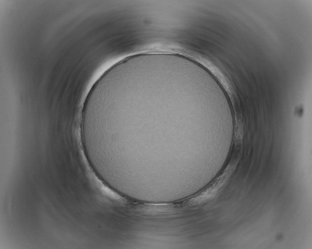 X0000099381486200806051109