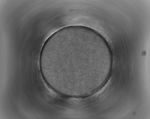 X0000099381513200806051109
