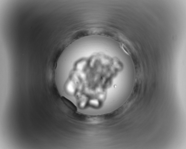 X0000099400417200805081245