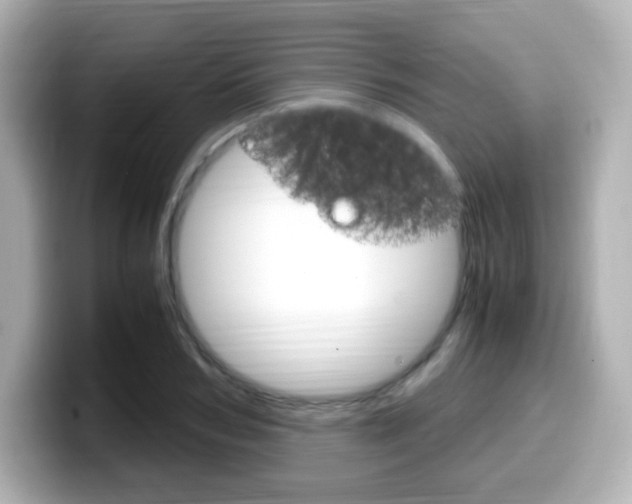 X0000099400978200805081238