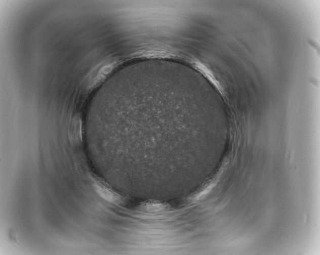 X0000099400205200805081542