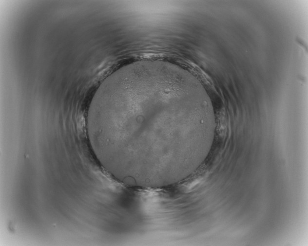 X0000099400523200805081537
