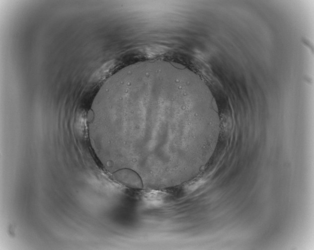 X0000099400527200805081537