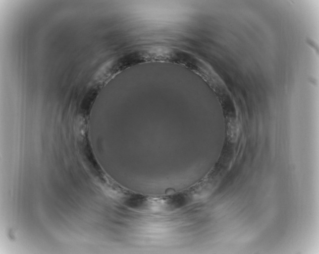 X0000099400701200805081535