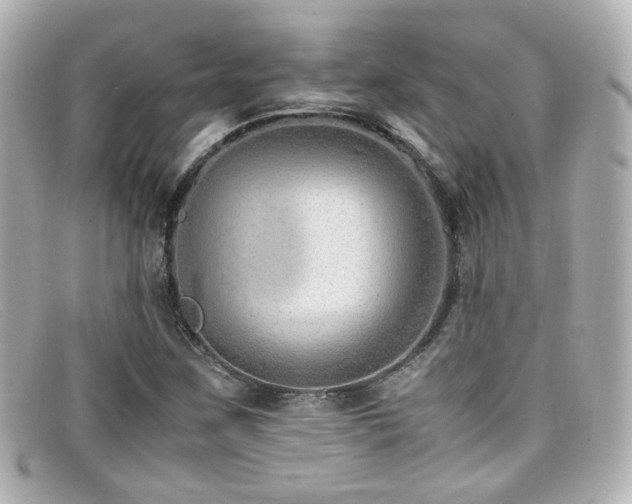 X0000099401259200805081526