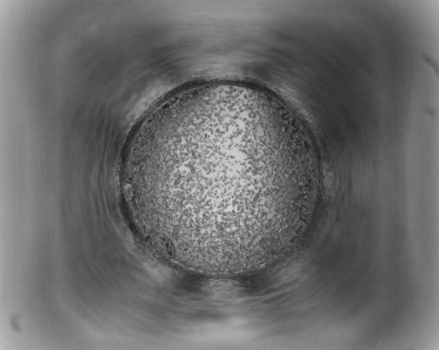 X0000099400487200805151708