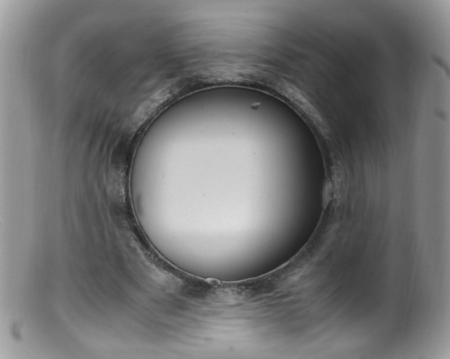 X0000099400489200805151708