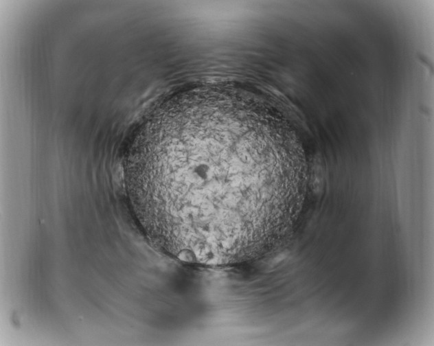 X0000099400523200805151708