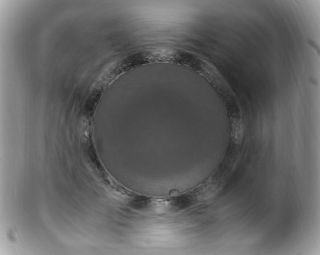 X0000099400701200805151705