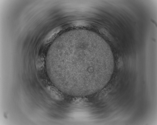 X0000099400824200805151703