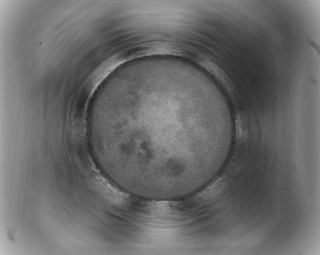 X0000099400828200805151703